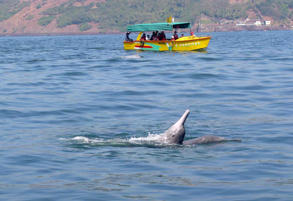 Dolphin Watching in Garhganga